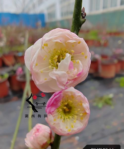 复瓣梅花怎么不香