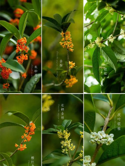 桂花的花颜色像什么