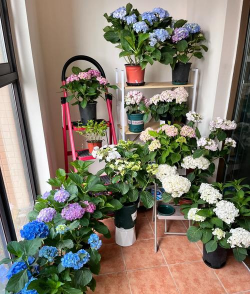 家庭养花用生根粉