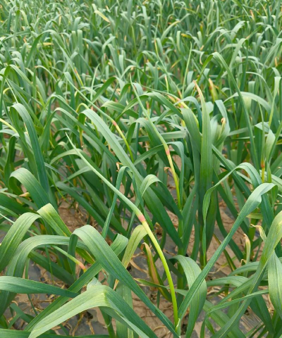 蒜苔长成什么样子