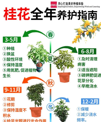 桂花基地怎么培育桂花
