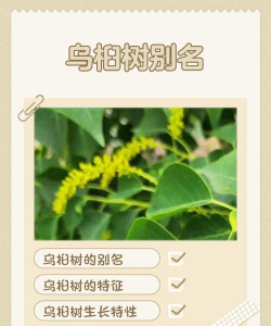 起乌桕名字什么意思