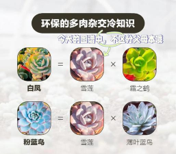 柳叶多肉怎么杂交的