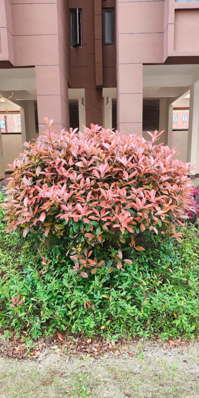 红头石楠怎么修剪成球形