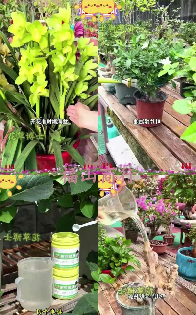 家庭养花用生根粉