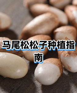 种植马尾松怎么施肥