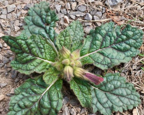 手地黄长什么样子