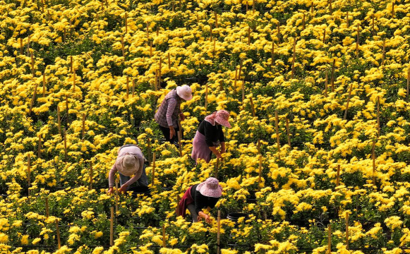 家庭养花用生根粉