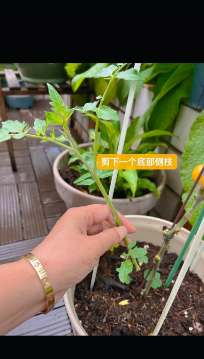 家庭养花用生根粉