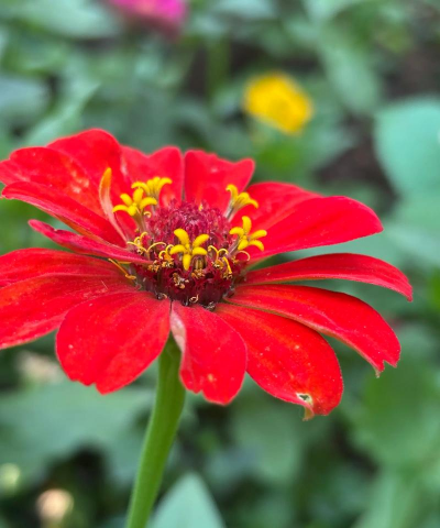 百日菊什么矮化