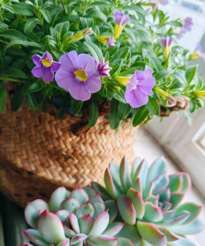 家庭养花用生根粉