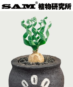 宽叶弹簧草怎么养