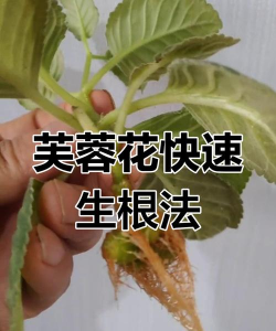 家庭养花用生根粉