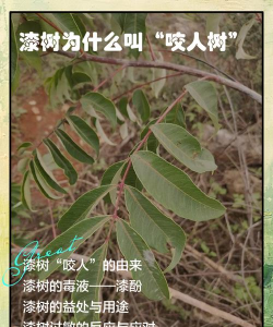 漆树怎么会咬人呢