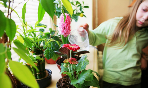 家庭养花用生根粉