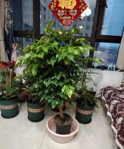 家庭养花用生根粉