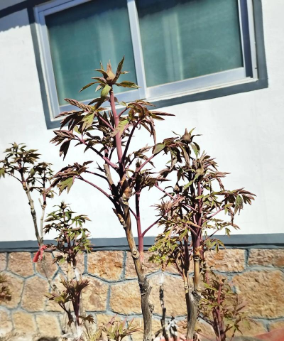 桑牡丹能嫁接什么花卉