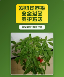 冬季发财树如何过冬