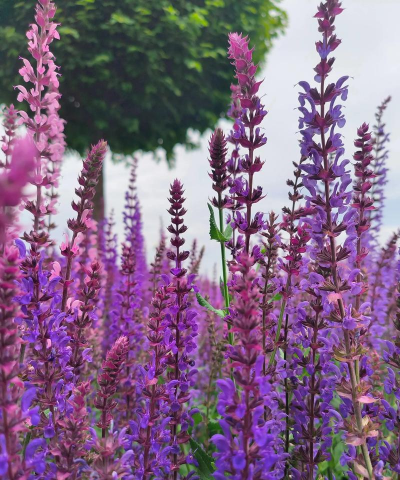 什么草莓开紫色花