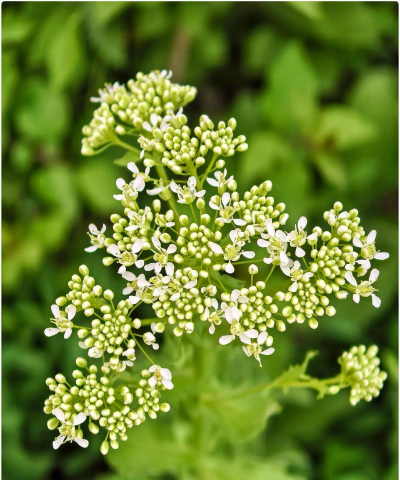 败酱草的花是什么颜色