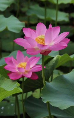 莲花是什么科的植物