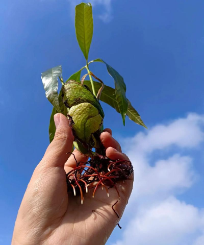 家庭养花用生根粉