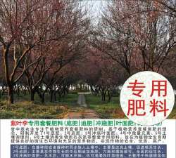 红叶李上什么肥料好