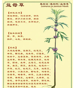 想种益母草怎么种
