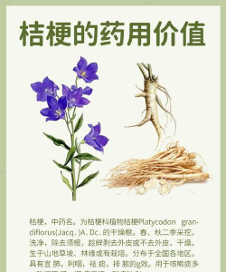 桔梗属于什么植物类别