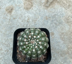 香美玉开花什么样