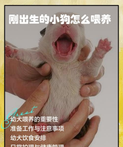 怎么养狗娃