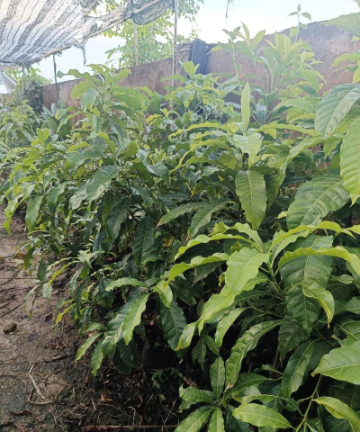 黄金果什么时候播种