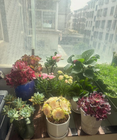 家庭养花用生根粉