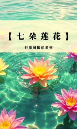 七莲花是什么样子
