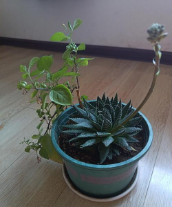 家庭养花用生根粉