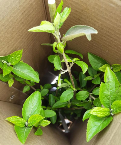 家庭养花用生根粉