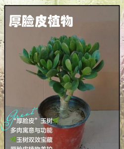 厚脸皮叶子如何繁殖