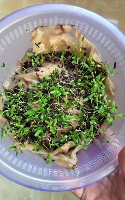 家庭养花用生根粉