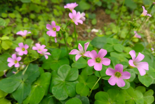 红花酢浆草 上什么肥