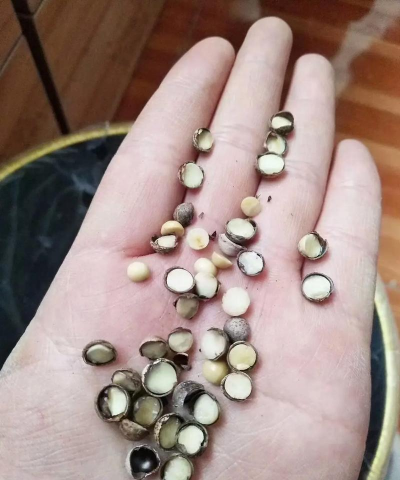 香樟树种子怎么育苗