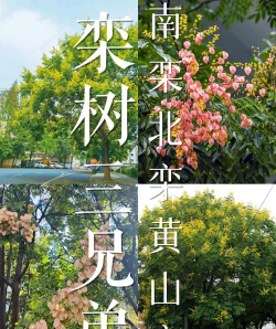 春天的栾树怎么区分