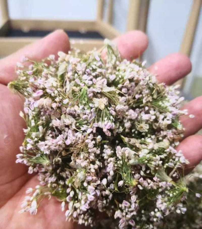 扎蒙花是什么植物