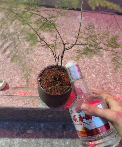 家庭养花用生根粉