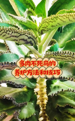 家庭养花用生根粉