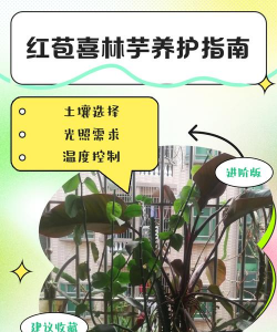 红喜林芋如何养