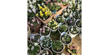 家庭养花用生根粉