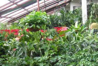 家庭养花用生根粉