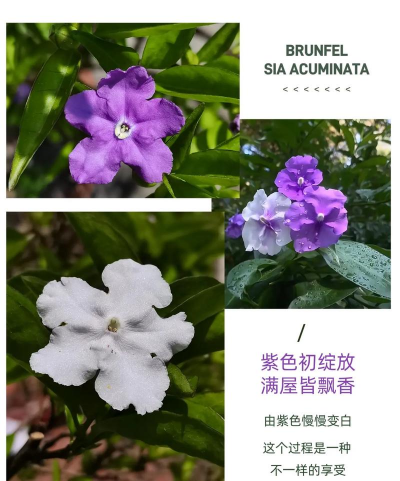 双色茉莉怎么回事