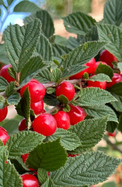 毛樱桃适合什么地区种植