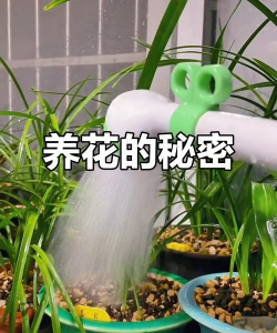 家庭养花用生根粉